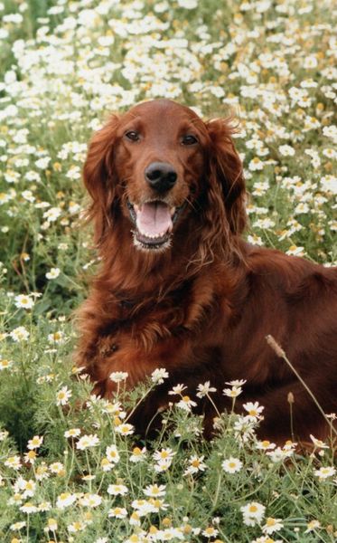 File:Buddy 2.jpg